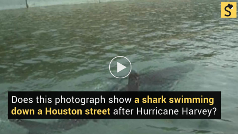 This shark seems to appear on social media during any major rain event, but Snopes first debunked this image in 2011. (Image: Snopes)